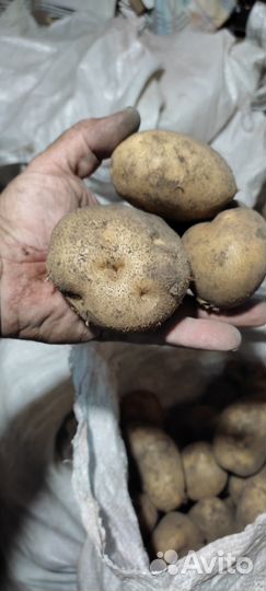 Продукты питания