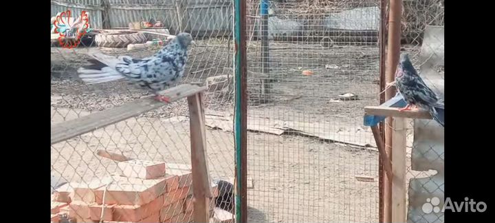 Николаевские голуби