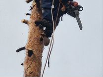 Спил и удаление деревьев в Барвихе, расчистка учас