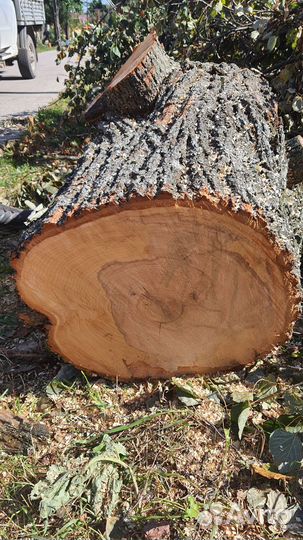 Липовые кряжи для творчества и деревянных изделий