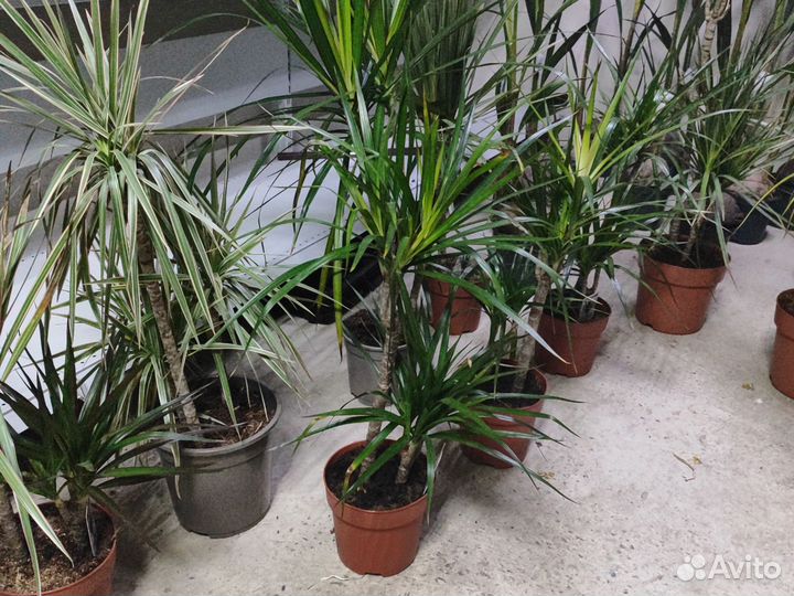 Пальма драцена