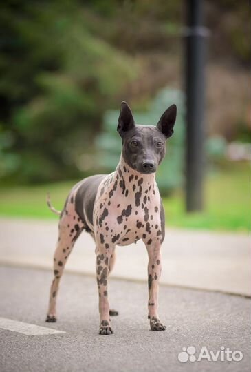 Американский Голый Терьер щенки