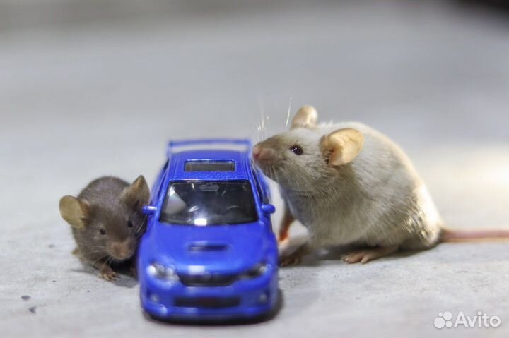 Декоративные сатиновые мыши