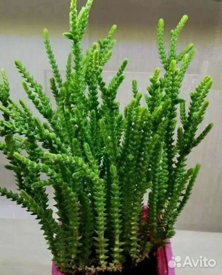 Красула плауновидная