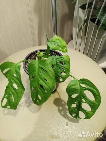 Фикус Лирата,гибискусы,калатеи