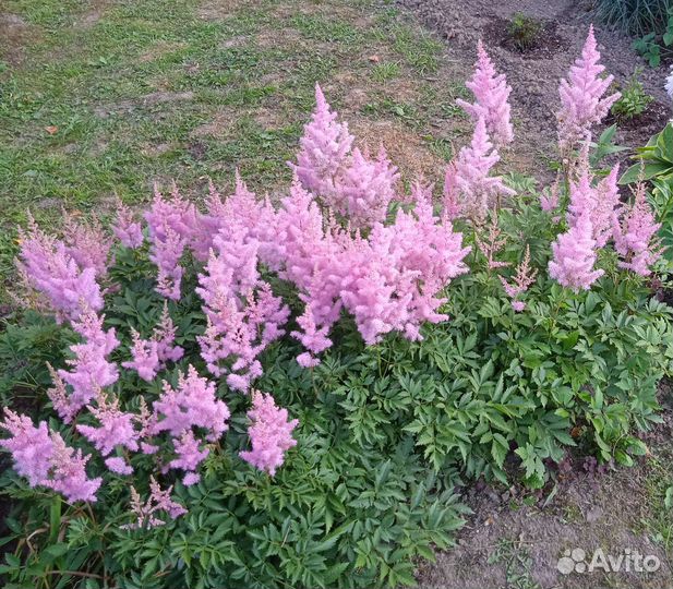 Многолетники для дачи