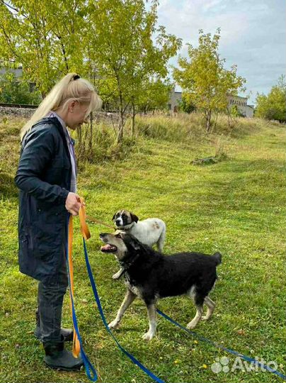 Дружелюбные собачки