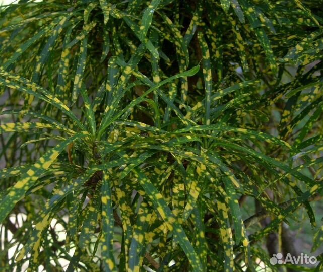 Кротон Пиктум Спот