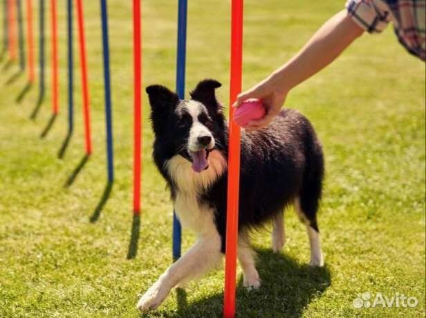 Дрессировщик собак