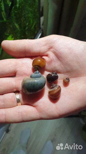 Улитка Ампулярия