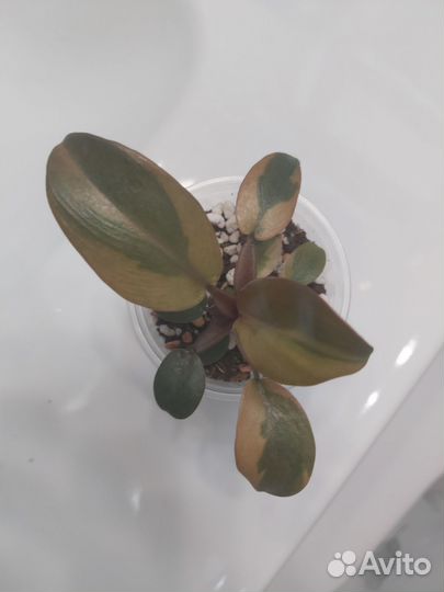 Филодендрон блек кардинал вариегатный