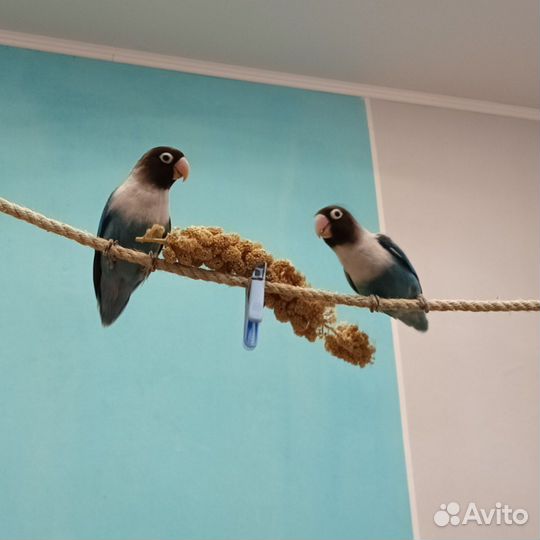 Масковые неразлучники