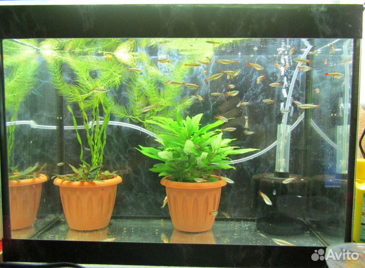 Аквариумные рыбки