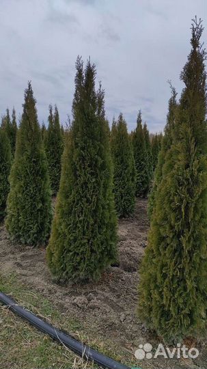 Туя смарагд