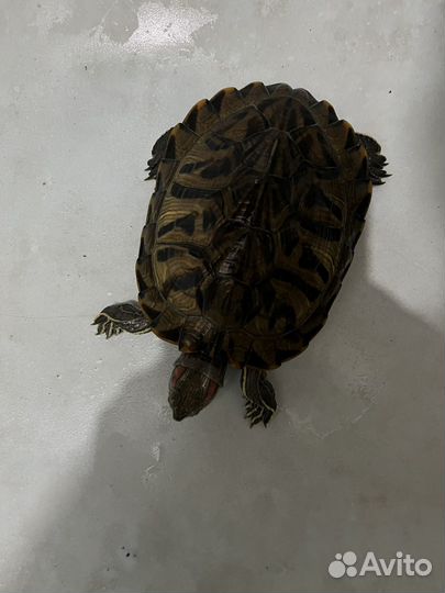 Красноухая черепаха