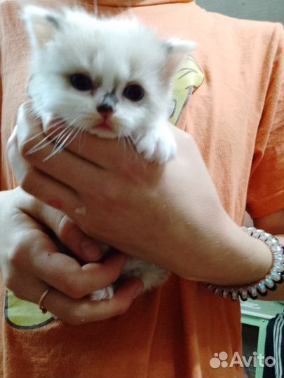 Котята 1 месяц