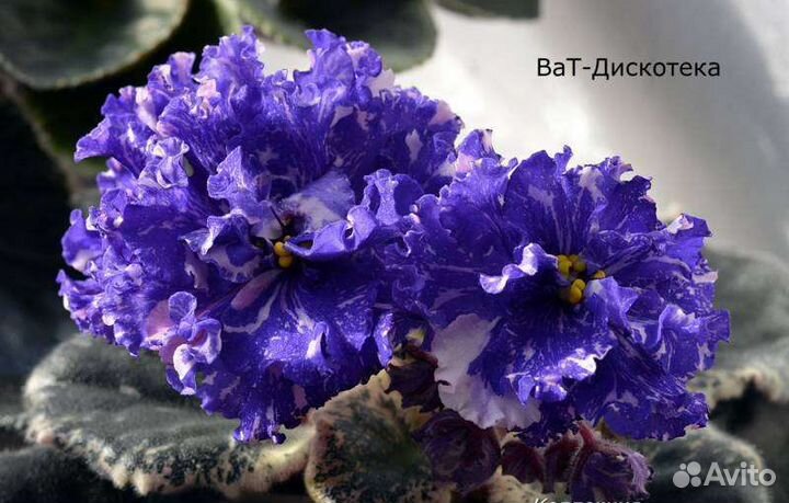 Фиалки (листы на срез)