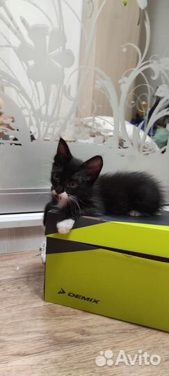 Котенок мальчик в добрые руки