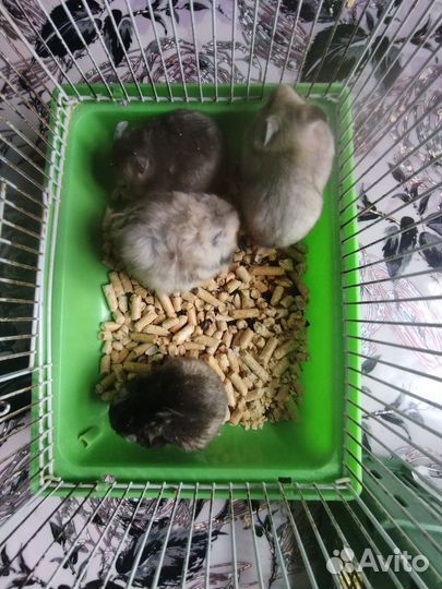 Серийские хомяки