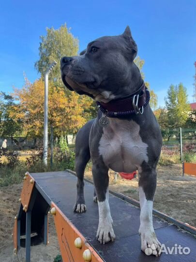 Вязка американский стаффордширский терьер