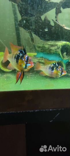 Апистограмма Рамирези