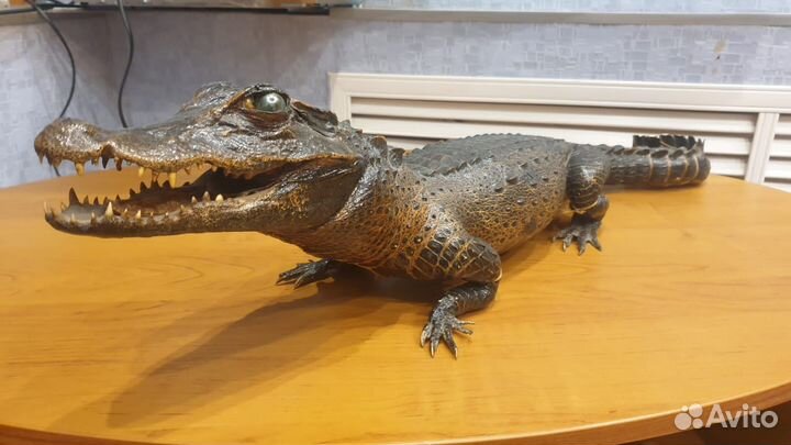 Чучело крокодила