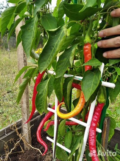 Семена сладкого перца «Турецкая змея»