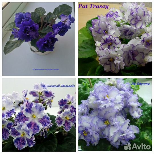 Комнатные растения Фиалки