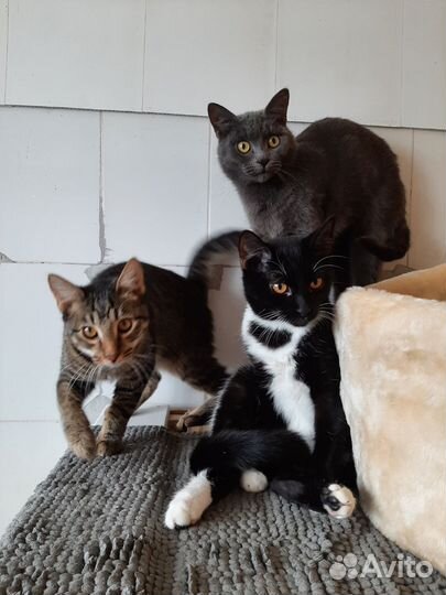 Котята в добрые руки мальчики