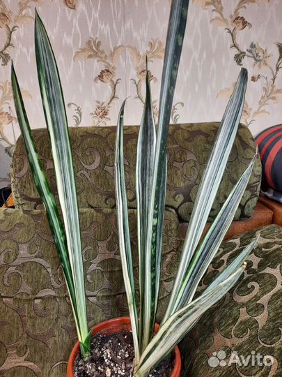 Сансевиерии сортовые