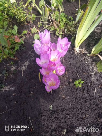 Безвременник