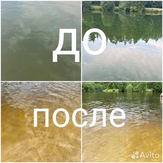 Хлорелла для пруда и рыбы