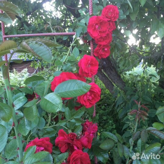 Клематис. Роза плетистая. Лилейник