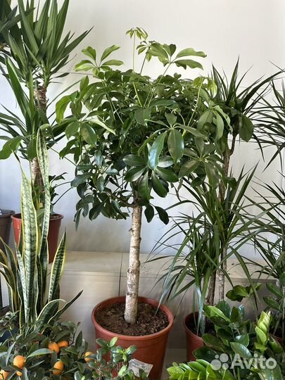 Шеффлера на штамбе