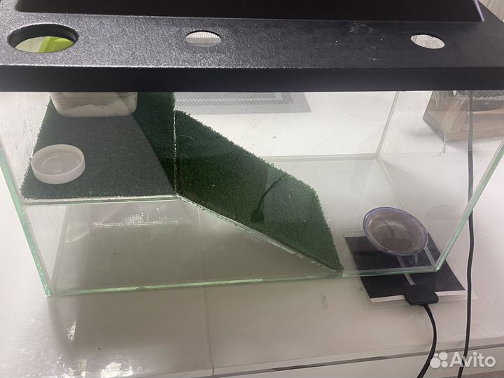 Ящерица эублефар