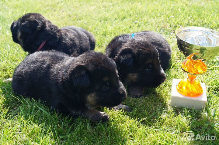 Очень красивые щенки немецкой овчарки с док-ми РКФ