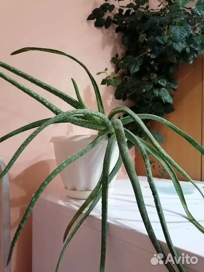 Алоэ лечебный 3 года