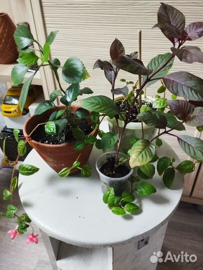 Отдам растения