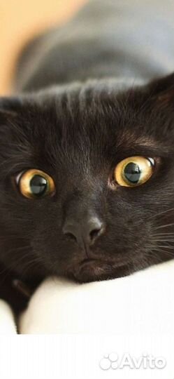 Кошка в дар