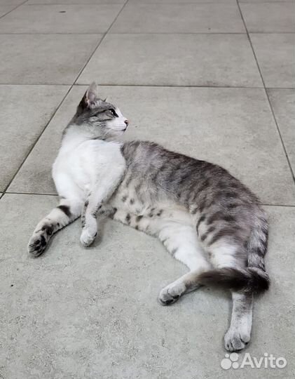 Кошка в добрые руки бесплатно серая