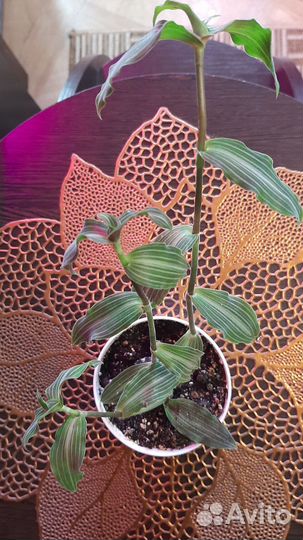 Кротон,плющ,традесканция