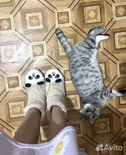 Отдам кошку в добрые руки