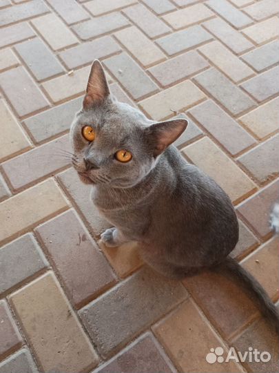 Шотландские вислоухие котята