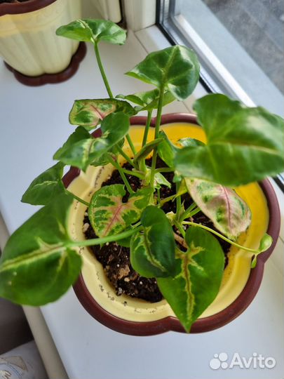 Сингониум тиффани