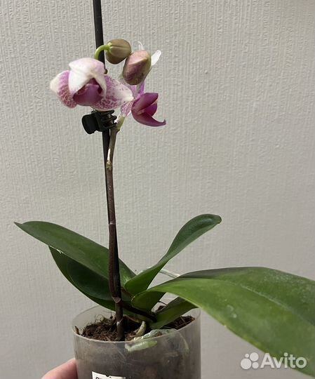 Орхидея фаленопсис Роттердам