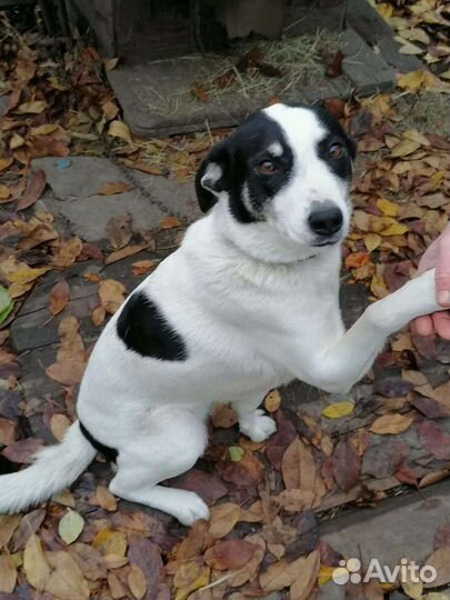 Собака в добрые руки отдам бесплатно