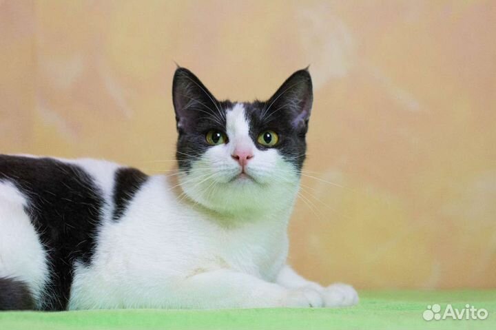 Нежная кошечка Зара в дар