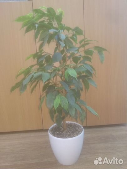 Фикус Бенджамина 50 см