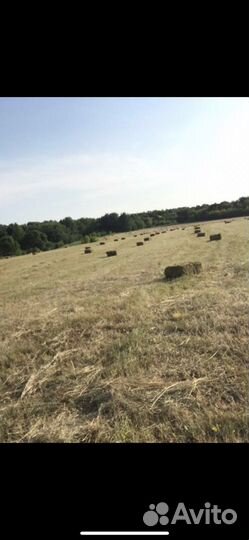 Сено в тюках