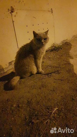 Британская кошка домашняя на улице ищет дом